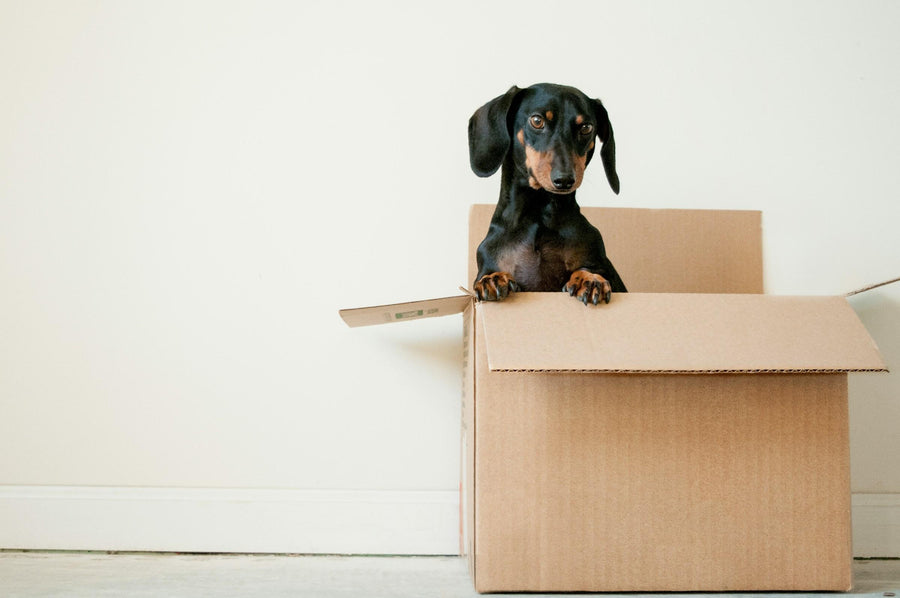 Downsizing & Move Management